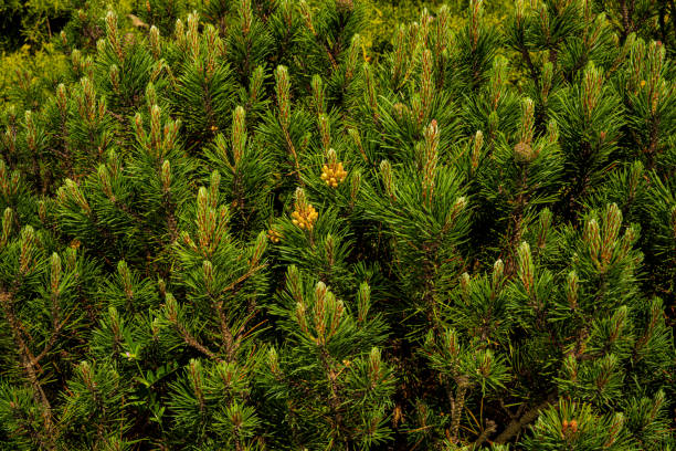 istock Pine blossom. Young pine buds. Spring forest. Young green pine branch 2152112521