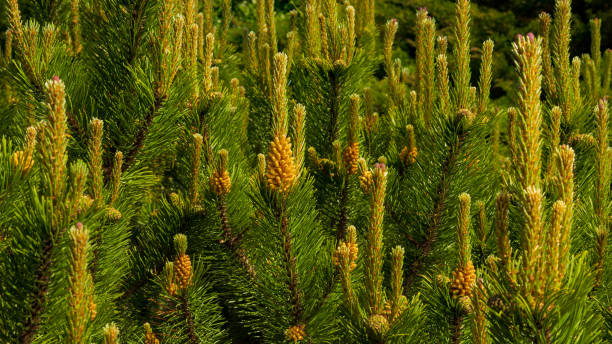 istock Pine blossom. Young pine buds. Spring forest. Young green pine branch 2152112818