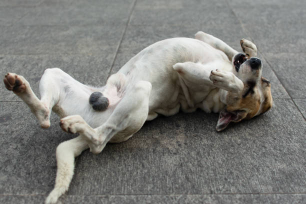 istock White dog lying on the street playing. 2152113062
