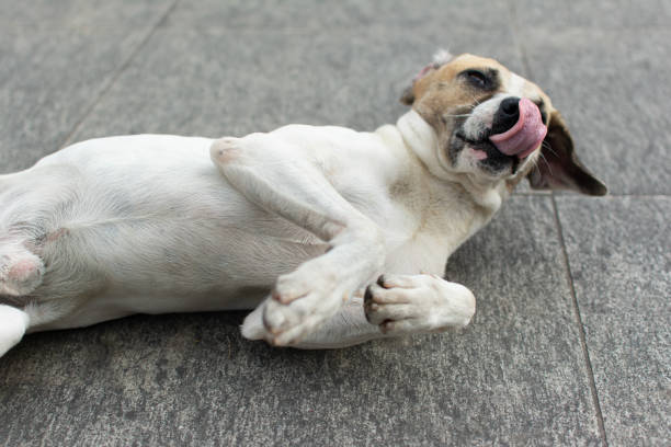 istock White dog lying on the street playing. 2152113078
