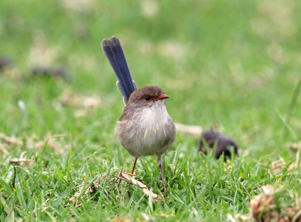 Superb fairywren bird with a long blue tail standing on green grass