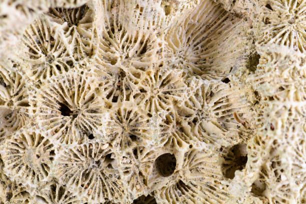 istock Beached coral found on tropical beach with its unique textures and designs 2152116504