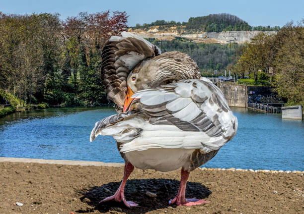 Cute goose stretching her wings