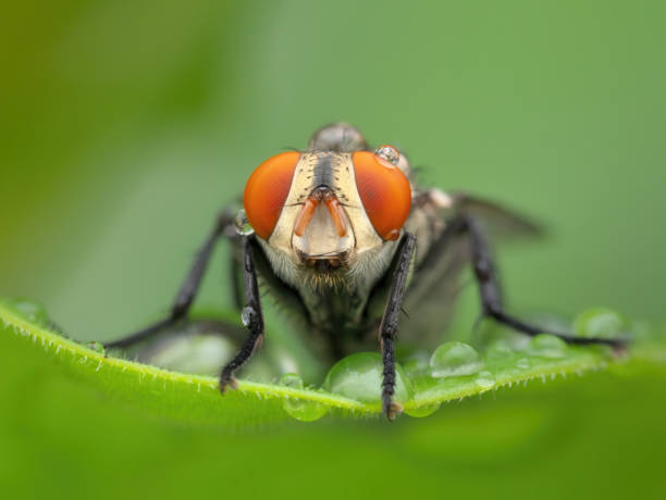 istock Flies with water drop on the leaves 2152118231