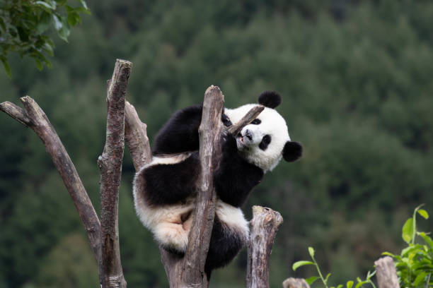 istock Close-Up Little Panda on the Tree, Shenshuping, China 2152119281