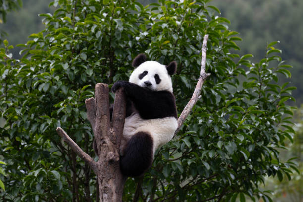 istock Close-Up Little Panda on the Tree, China 2152119319