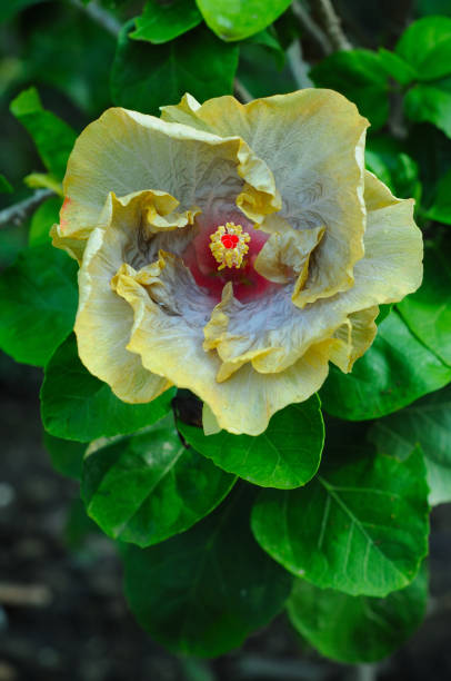 istock A Beautiful Fancy Hibiscus (Malvaceae) 2152120014