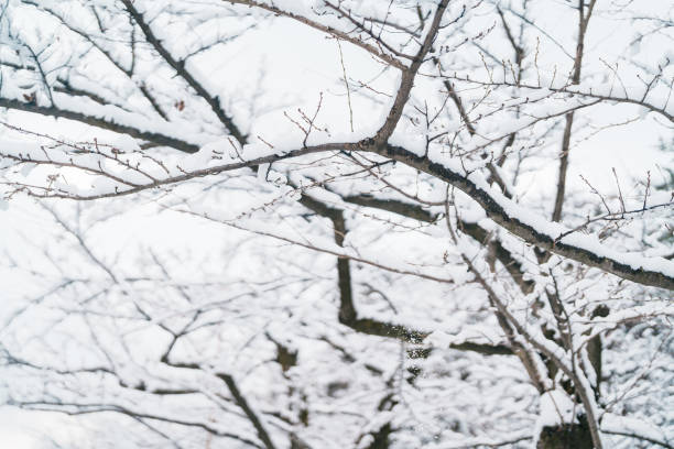 White snow on tree branches in winter season. natural background