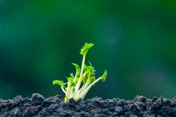 Close-up of plant saplings newly sprouting. eco concept