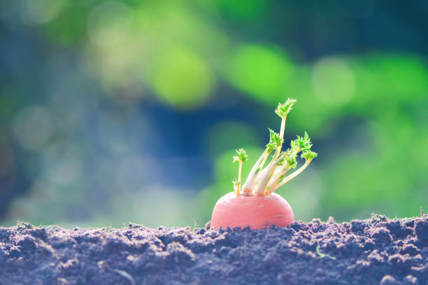 Carrot sections in the soil sprout green again, vegetable propagation through regrowth, recycling of vegetable waste