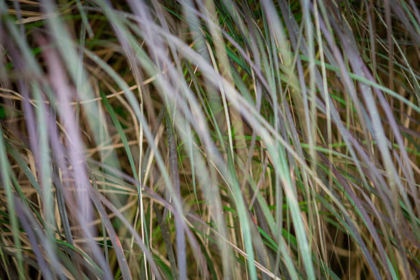 Photograph of green and purple weed leaves