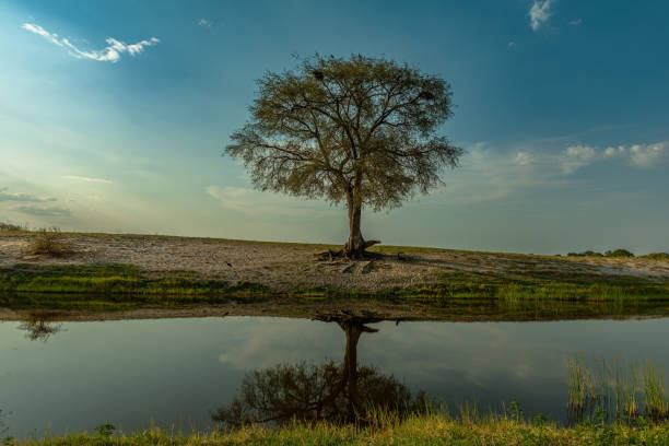 istock View of the landscape at the Chobe River in Botswana 2152125963