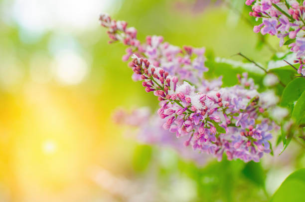 istock A beautiful purple flower with a green stem 2152126125