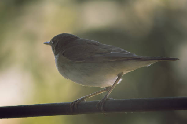 Garden Warbler perches on a metal rod, showcasing its subtle beauty and natural elegance in a simple, serene setting