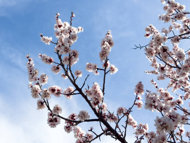 Spring flowers, blooming apricot. Natural spring background