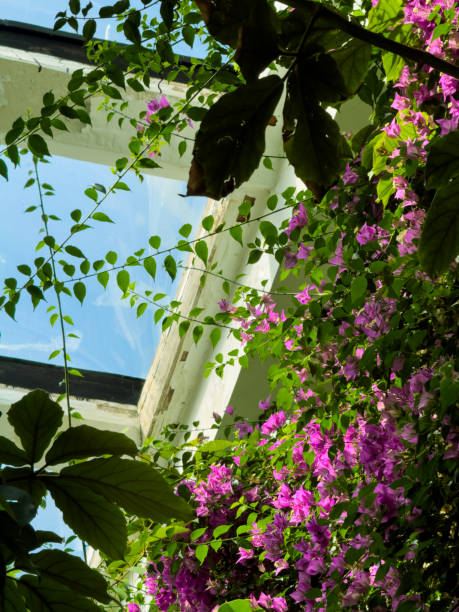 Winter garden window with blooming Bougainvillea and blue sky.