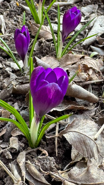 istock first spring flowers, purple crocuses against the background of soil 2152127870