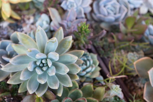 istock Succulent composition. Background from succulents for publication, poster, calendar, post, screensaver, wallpaper, postcard, banner, website. High quality photo 2152127951
