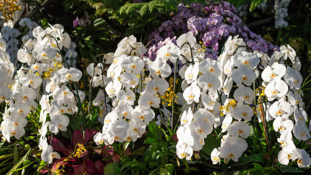 istock White orchids blooming in the garden 2152128241