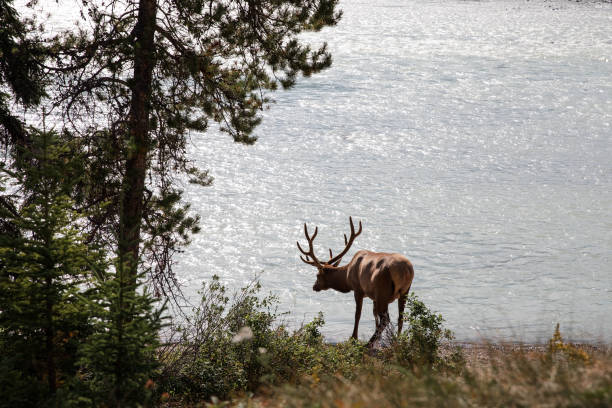Elk in the wild. Elk in Jasper National Park of Canada.