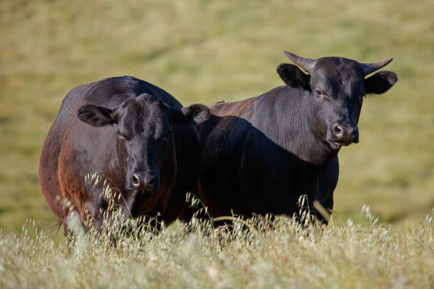 istock Cow and Bull Standing on a Hill 2152132481