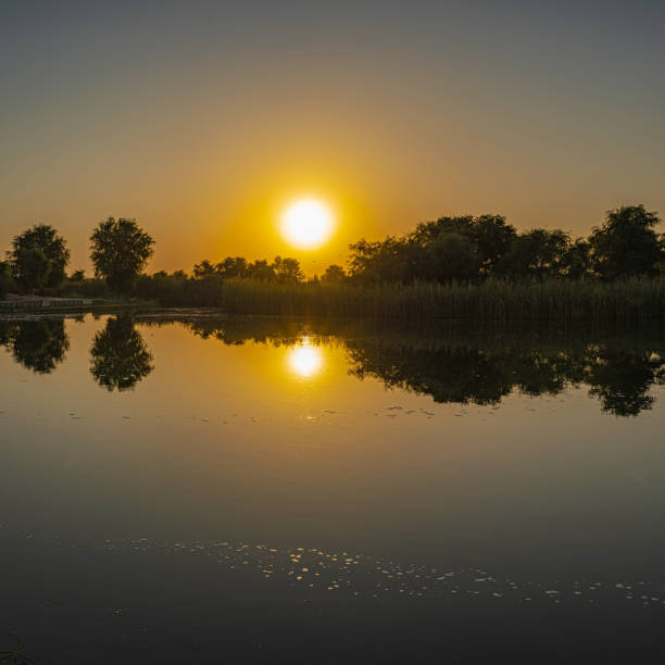 Trees and the sun reflected in the water of a lake at Al Qudra Lakes in Dubai, at sunrise. The sky and lake are a slight orange colour from the rising sun