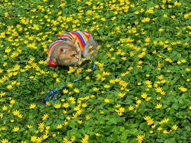 Cute cat sits in the meadow yellow flowers.