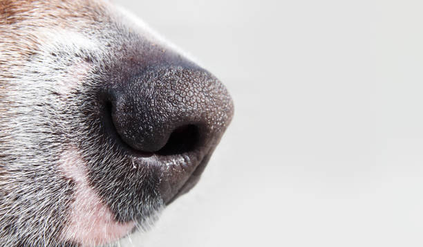 chihuahua nose up close with patterns and texture in sharp focus