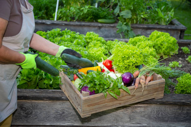 Woman picks crops from the garden.