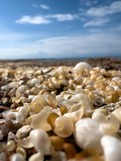 Seashells on the seashore. Kyrgyzstan, Lake Issyk-Kul.