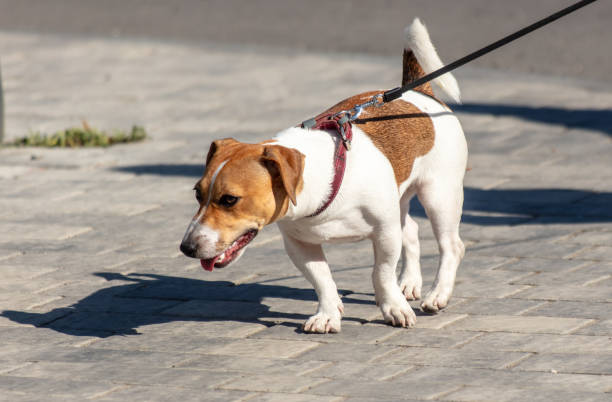 istock A dog on a leash walks along the sidewalk slabs 2152134488