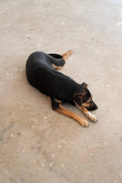 istock Black dog laying on cement concrete floor 2152135578