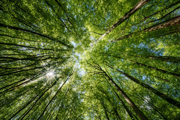 istock Sun peeking through trees in forest, casting beautiful shades on the ground - sustainability 2152135861