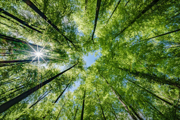 istock Sun peeking through trees in forest, casting beautiful shades on the ground - sustainability 2152135883