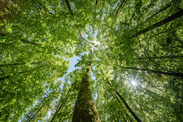 istock Sun peeking through trees in forest, casting beautiful shades on the ground - sustainability 2152135912