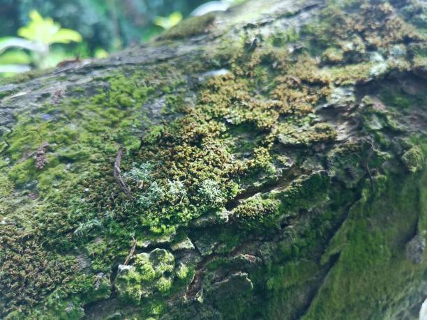 istock Beautiful of green moss lichen on stones 2152136760