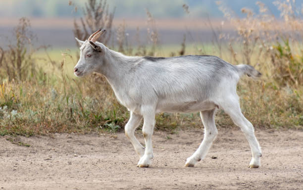 istock A goat walks along a dirt road to a pasture 2152138028