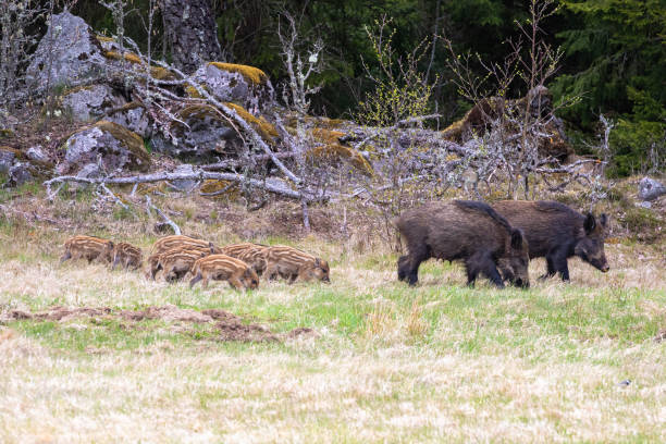 istock Wild boars with piglets by the forest edge at springtime 2152139000