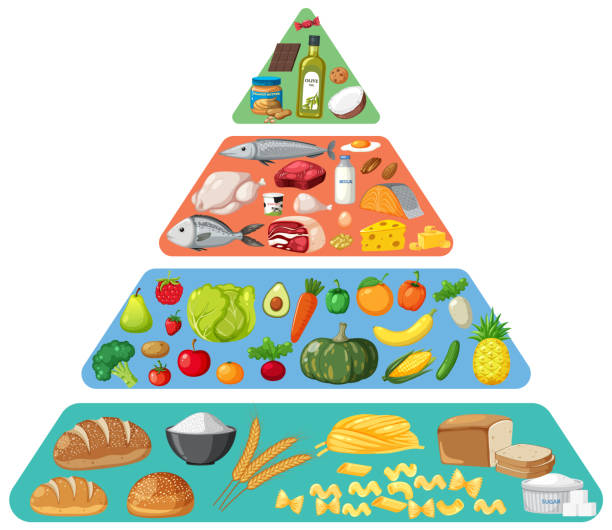 istock Vector illustration of a food pyramid with various foods. 2152140177