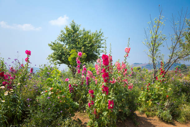 Flower garden at Pai Fa strawberry farm  in Mae Rim in Chiang Mai province