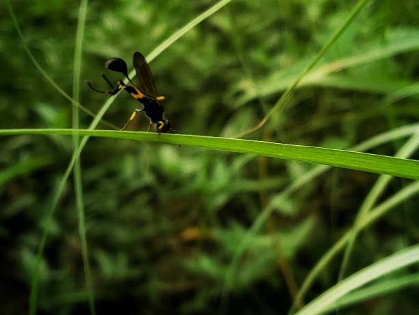 istock Close up of mud dauber wasp on the leaf 2152140427