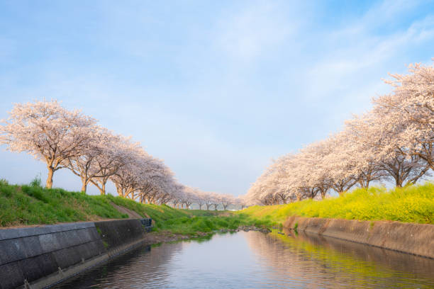 Cherry Blossom Avenue Along Kusaba River