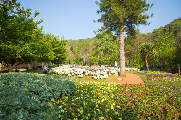 Thai people and senior adults are visiting Doi Ang Khang park , Royal agricultural station area in Mae Sun, Fang District, Chiang Mai province. People are standing and walking around or between plants centered in free space between trees. People are watching plants and are taking photos with nature. One man at left side is deep squatting. In right background some women are taking photos