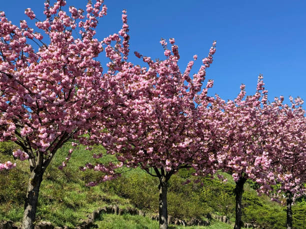 istock Sakura trees pink cherry blossom in the spring garden. 2152140819
