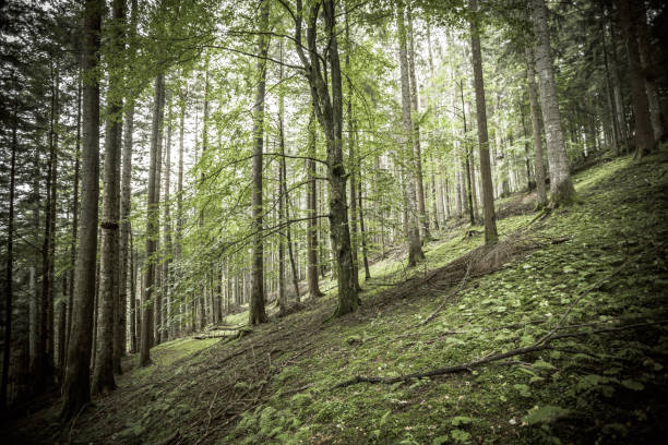 Majestic trees tower over a lush undergrowth, creating a serene and verdant woodland. Sunlight filters through the canopy, illuminating ferns, moss, and wildlife, crafting a mystical and tranquil atmosphere.