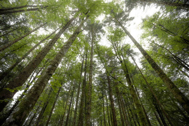 istock Inside a typical birch forest of the Italian Alps 2152141065