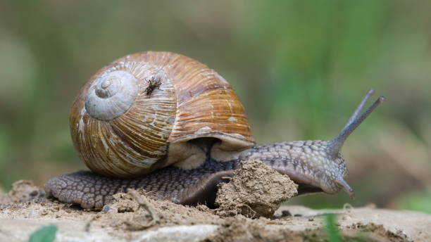 istock Helix pomatia aka Roman snail is crawling on the field. Fly on a shell. 2152141072