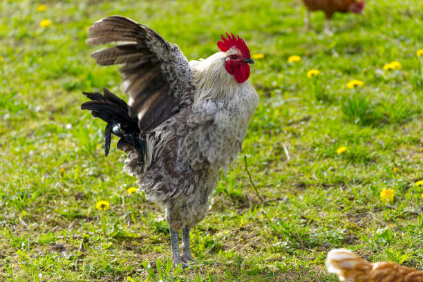Beautiful rooster standing on meadow with spread wings at Swiss farm. Close-up side view of beautiful black and white cock outdoors on meadow at farm at Swiss City of Zürich. Photo taken April 8th, 2024, Zurich, Switzerland. rooster open wings stock pictures, royalty-free photos & images
