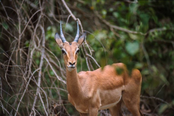 Springboks grazing in the bushes of Kruger National Park, South Africa.