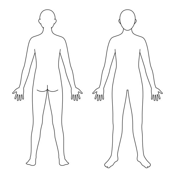 Front Andbackhead 6,700+ Human Body Outline Front Back Stock Photos, Pictures & Royalty ...